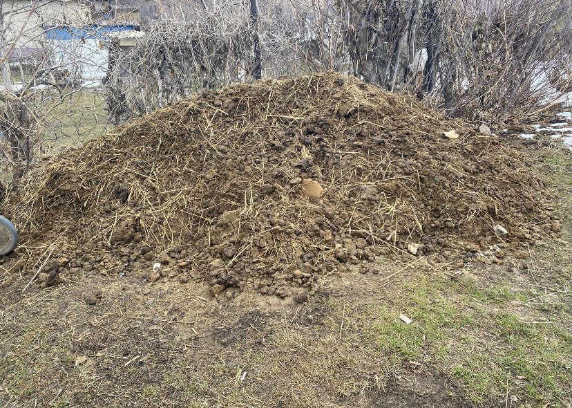 Навоз бесплатно в Кызыл-Кайрате