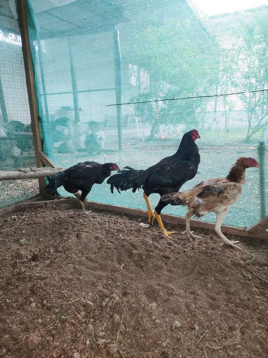 Dakan jojaxoroz va makyon sotiladi