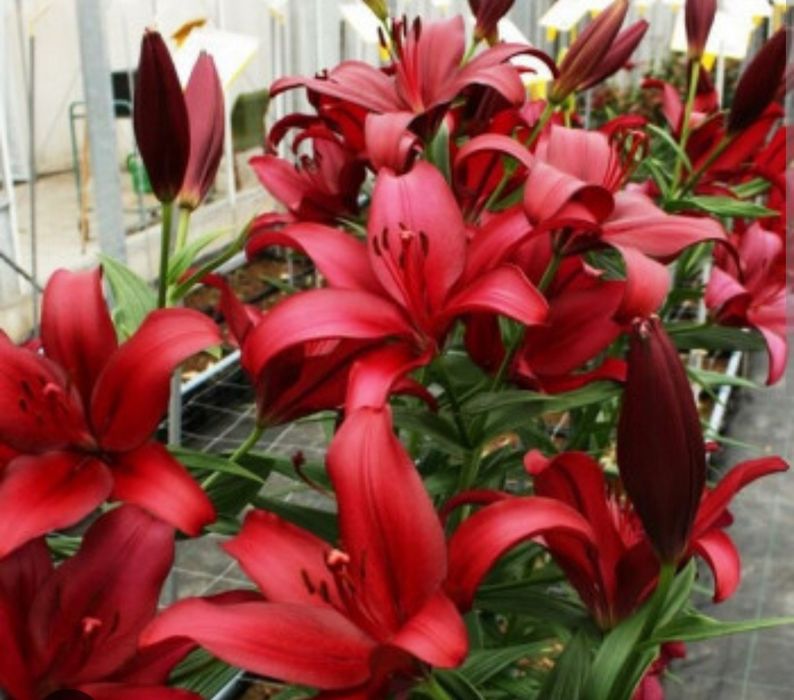 Цветы Лилия  Лилия гуллари нихоллари