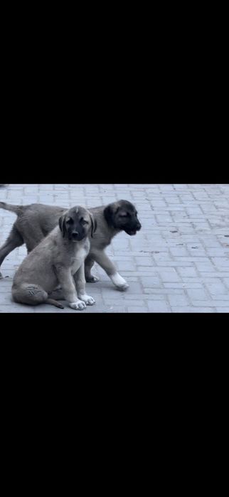 Продам турецкого кангала