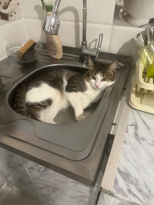 Домашние животные