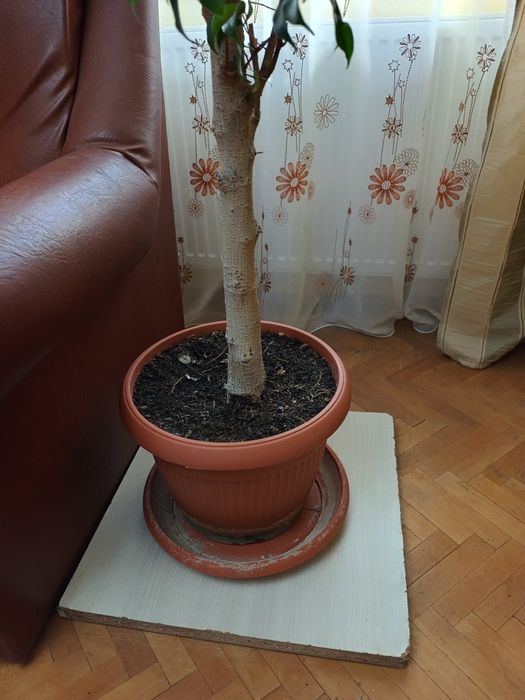 Vand ficus cu frunze mici