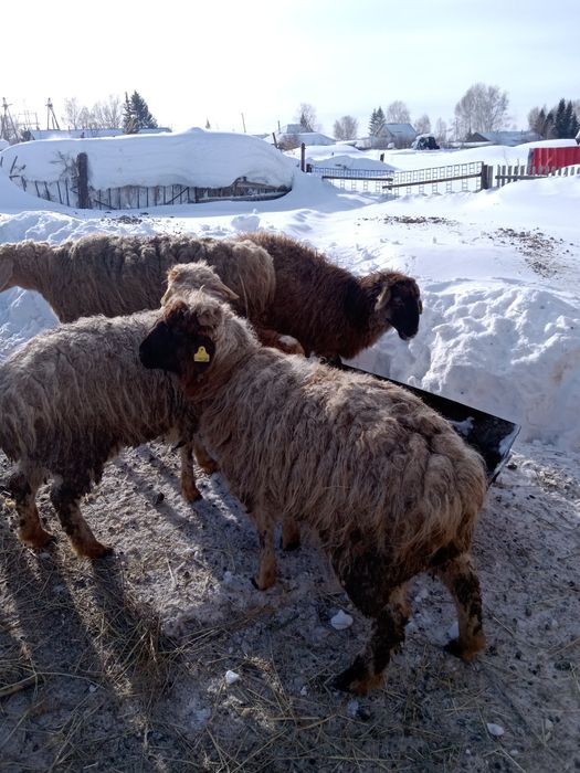 Продам баранов и ярок