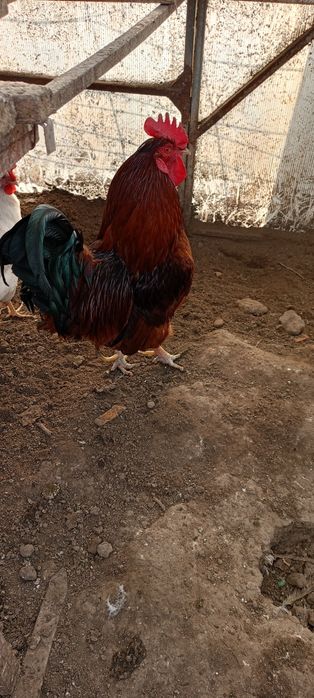 Продам петухов домашний