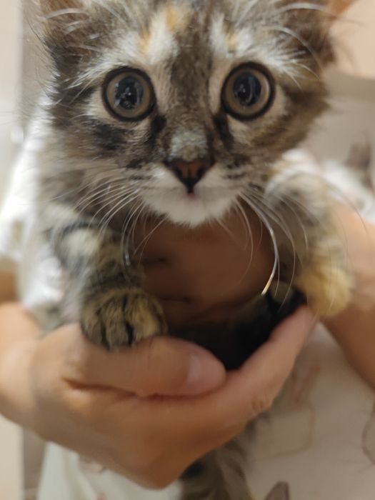 Котенок, девочка