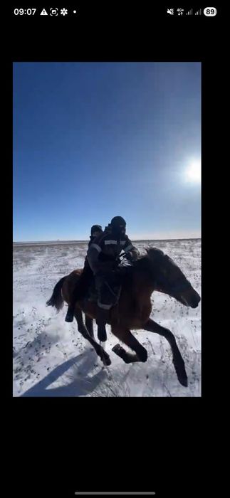 Байтал 2 жасар ұрғашы