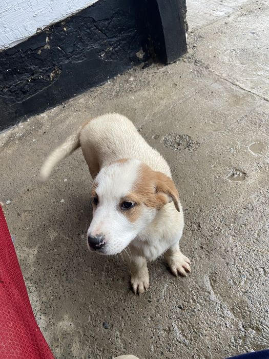 продается щенок алабай 2 мес., девочка