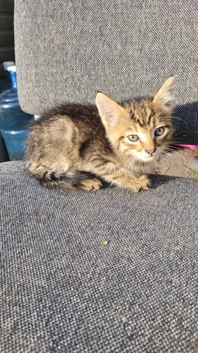 Ищу дом милым котятам