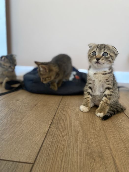 Шотландцы вислоухие котята