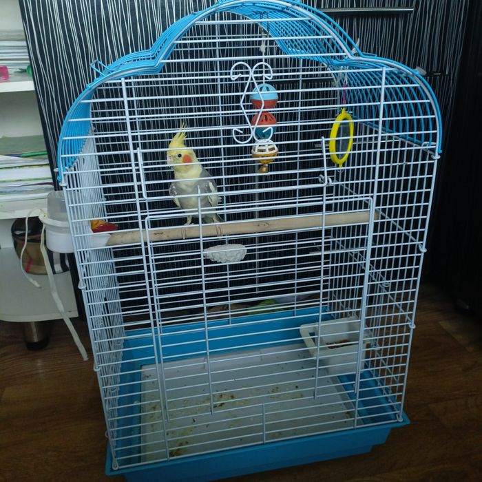 Корелла попугай с клеткой