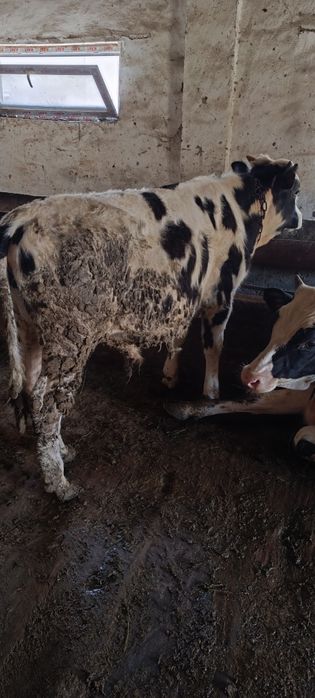 Продам бычка 1-год