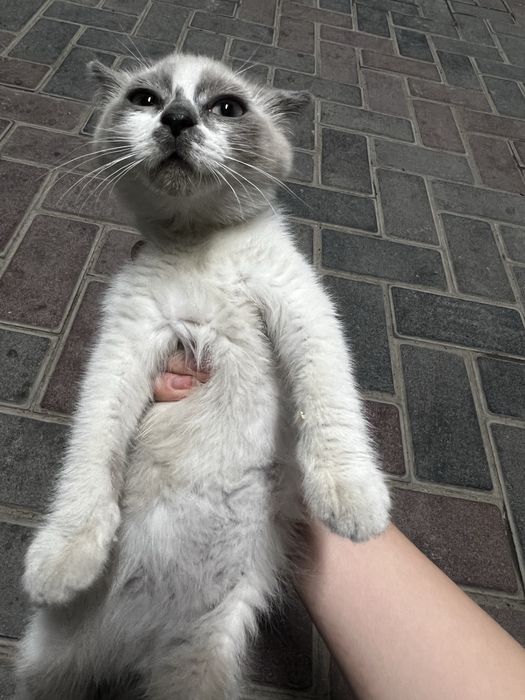 кошка девочка мм
