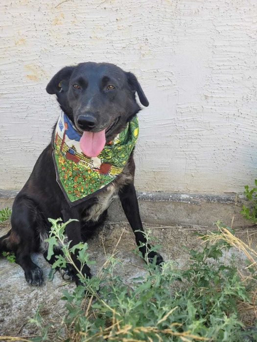 Ищем дом для собаки, любящих людей