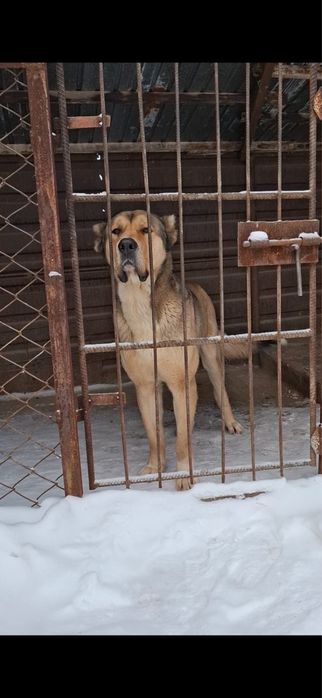 Отдам собаку! Азиат 2 года, кобель.