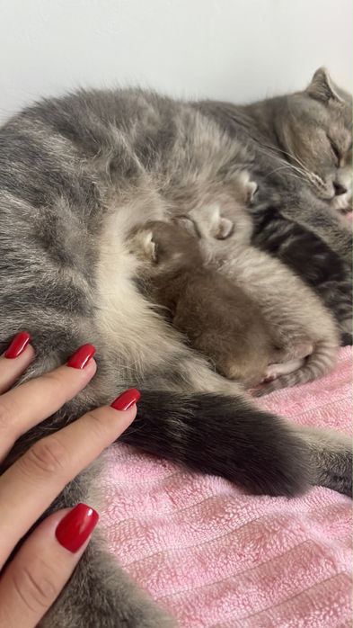 Котята ласковые игровые  пародистые