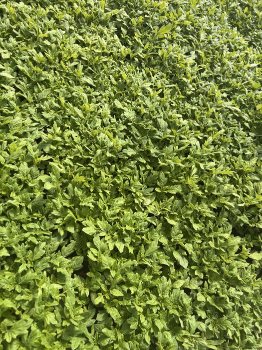 Расада всех видов памидор , перцев, баклажан, огурцов