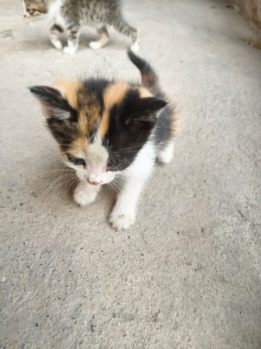 Бесплатно котята