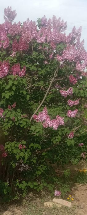 Сирень 1 куст продает