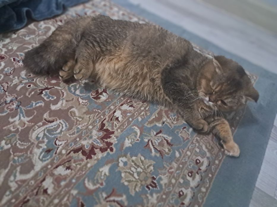 Scottishfold sotiladi