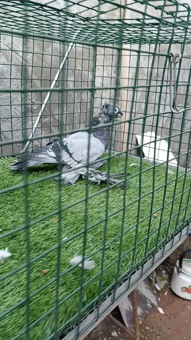 Голуби сизые двухчубые
