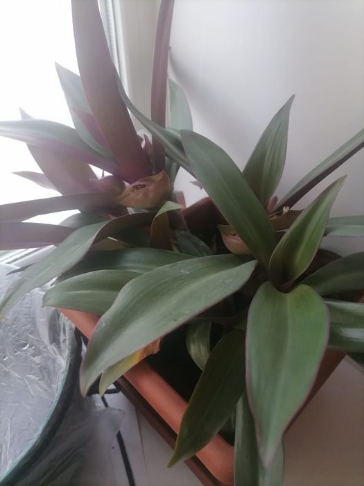 Продам цветок Рео