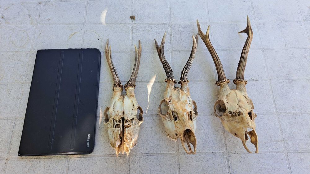 Рога от сърни с черепи 3 бр