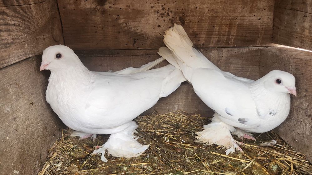 Срочно келисемз доставка бар