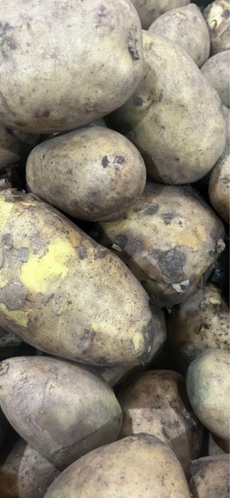 Картофель тендерный