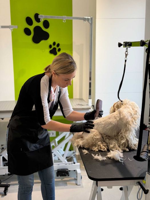 Frizerie canina Targoviste - salon DogSpa Beauty, programari online
