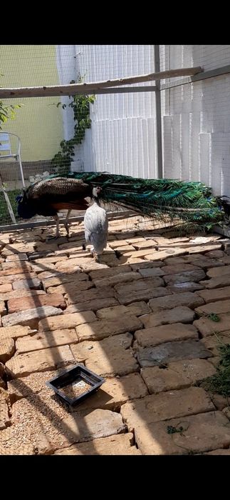 Индийский павлин