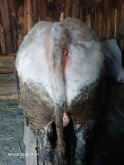 Vând vițel albastru belgian