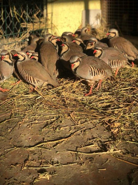 Potârnichi de stâncă colorate – sănătoase, crescute natural