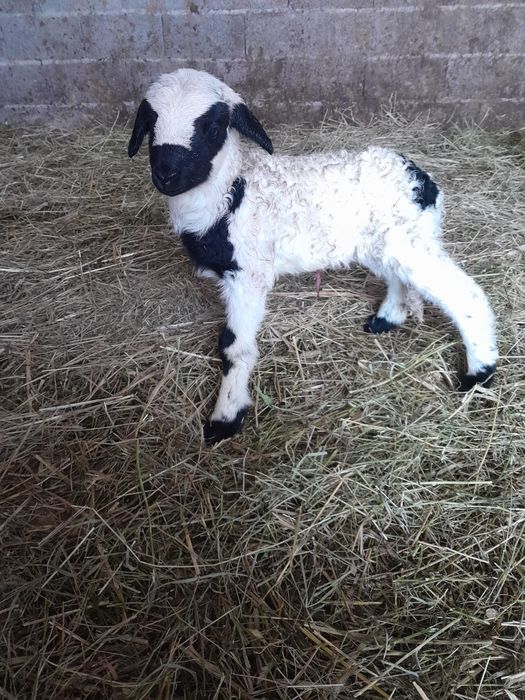 Oi tinere de vânzare