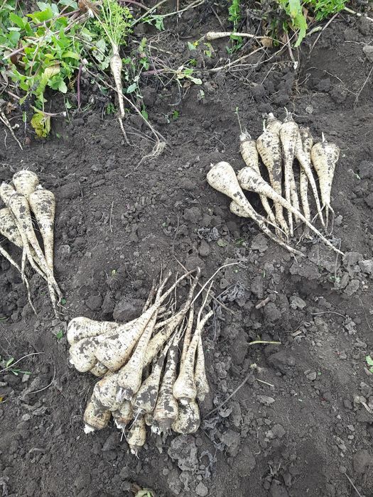 Vând     păstârnac