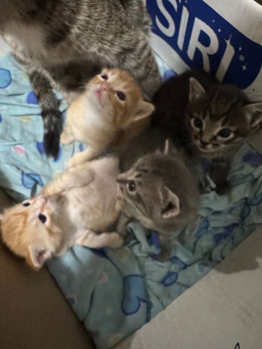 Отдам котят в хорошие руки