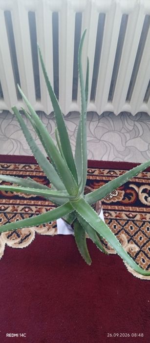 Продам алоэ Вера