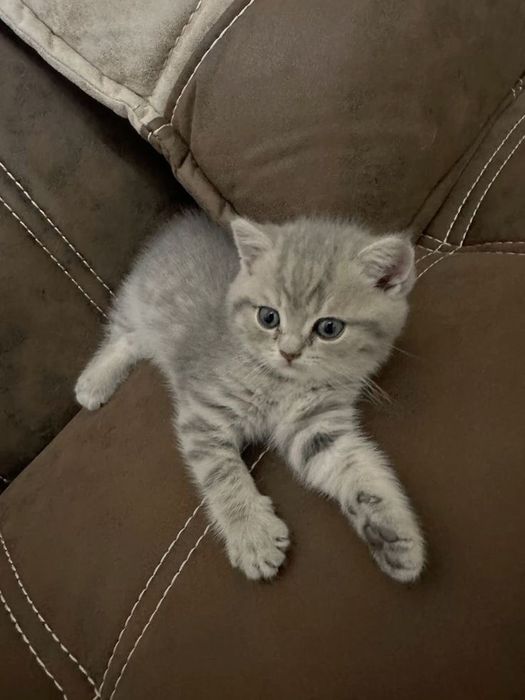 Британский короткошерстный котенок
