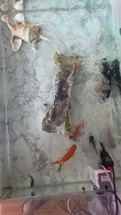 Аквариум с рыбками