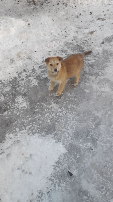 Отдам щенка в хорошие руки