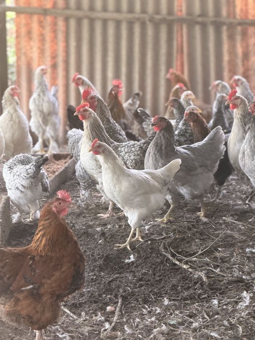 Продам кур и цеплят