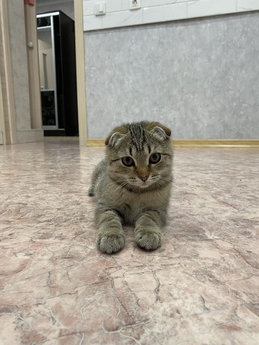 Котёнок мальчик 8 месяцев