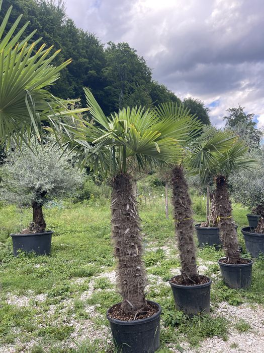 Palmieri Trachycarpus Fortunei 1.8-2m
