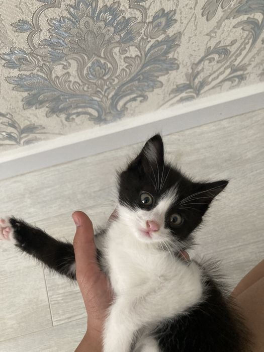 Отдам кошку в хорошие руки.