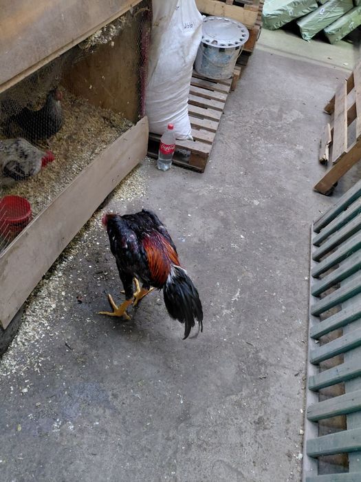 Дакан дакан дакан