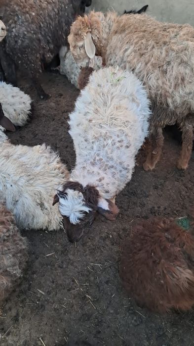 3 ешкі лағымен сатылады