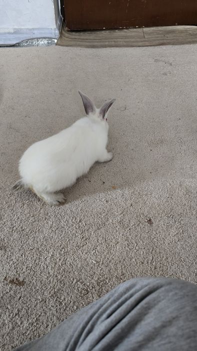 Quyonchalar sotiladi