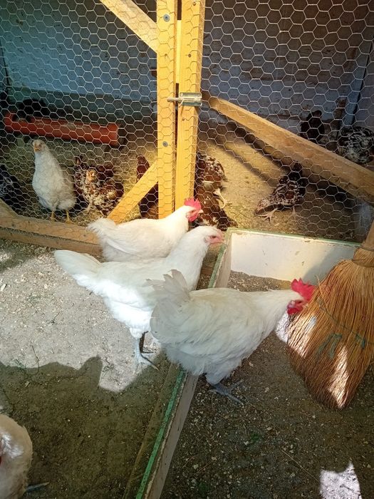 Ouă pentru incubator La bresse