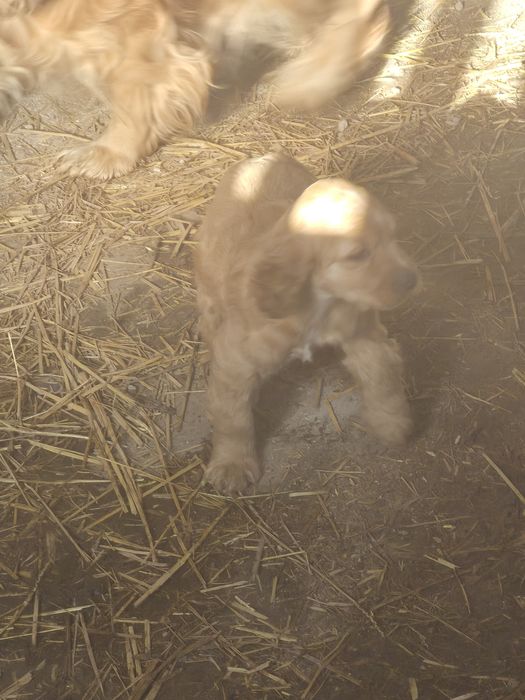 Англиски -Кокер-шпаниол