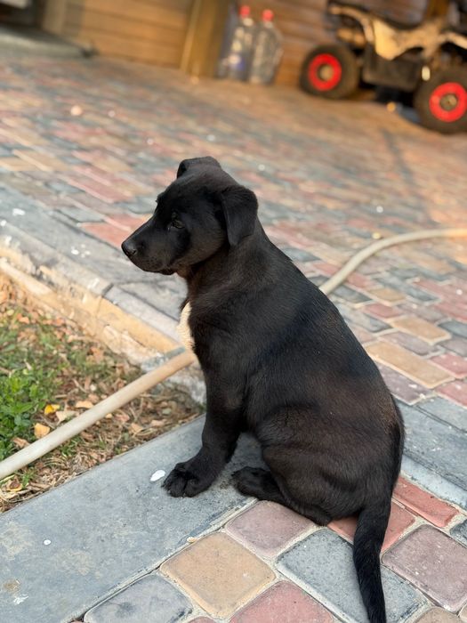 Мальчик помесь с лабрадором ищет дом)