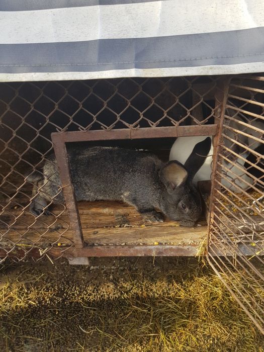 Iepuri masculi si pui de iepuri